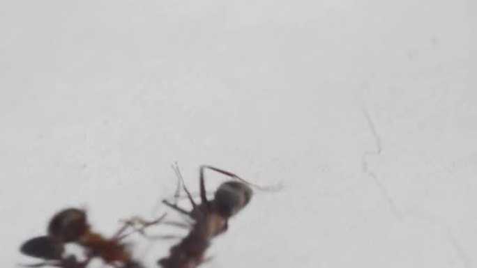 两只蚂蚁打架。