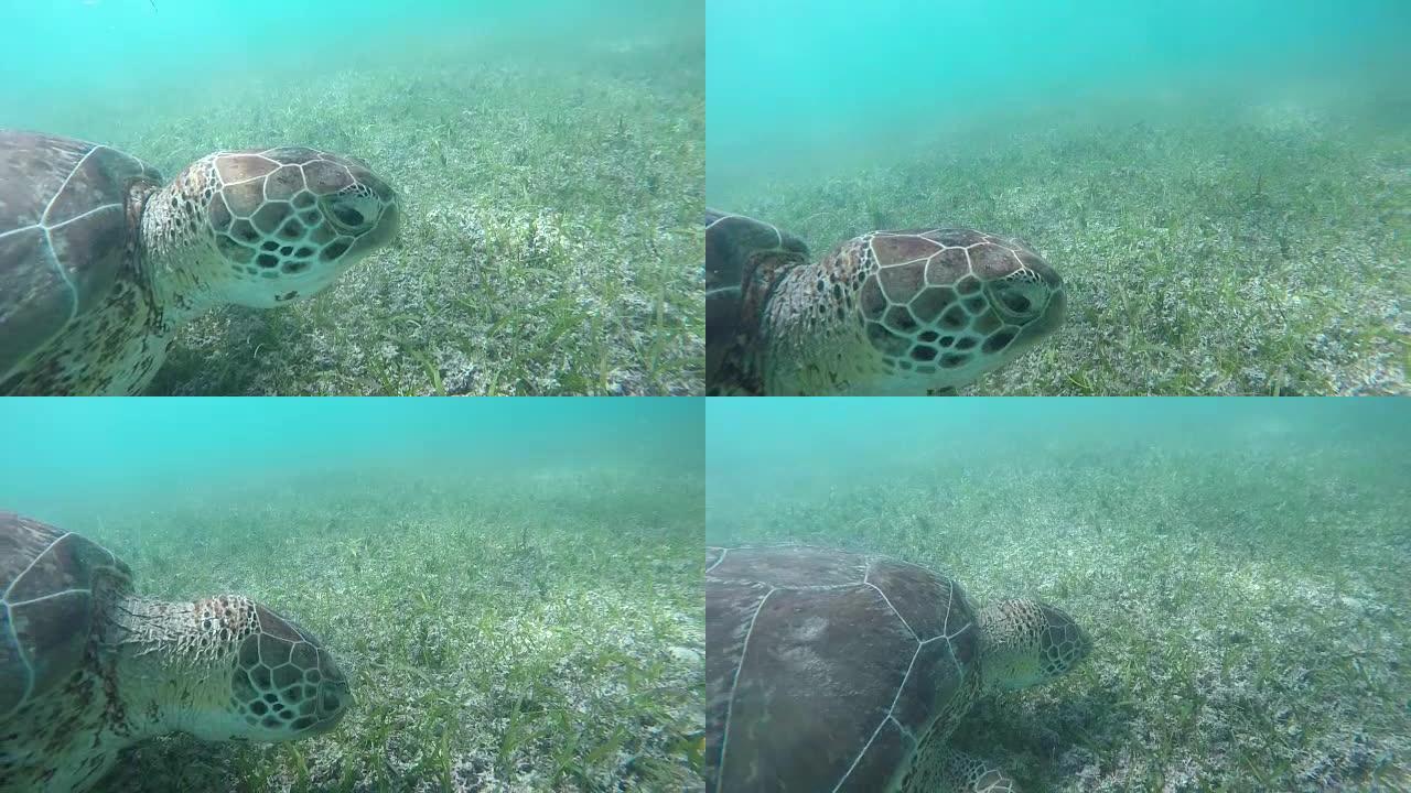慢动作特写: 绿海龟在水下游泳，以海草为食