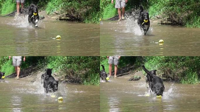 慢动作关闭三只黑色涂层的狗在森林河中奔跑和玩耍