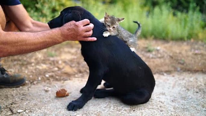 人类的手将小猫放在黑毛猎犬上
