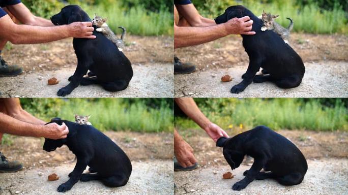 人类的手将小猫放在黑毛猎犬上