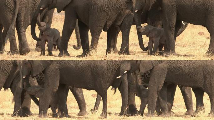 博茨瓦纳刚出生的大象宝宝挣扎着站起来