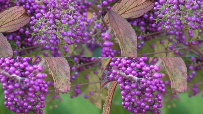 紫色fuits-二歧紫珠