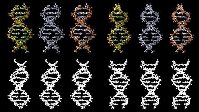 旋转DNA，无缝循环