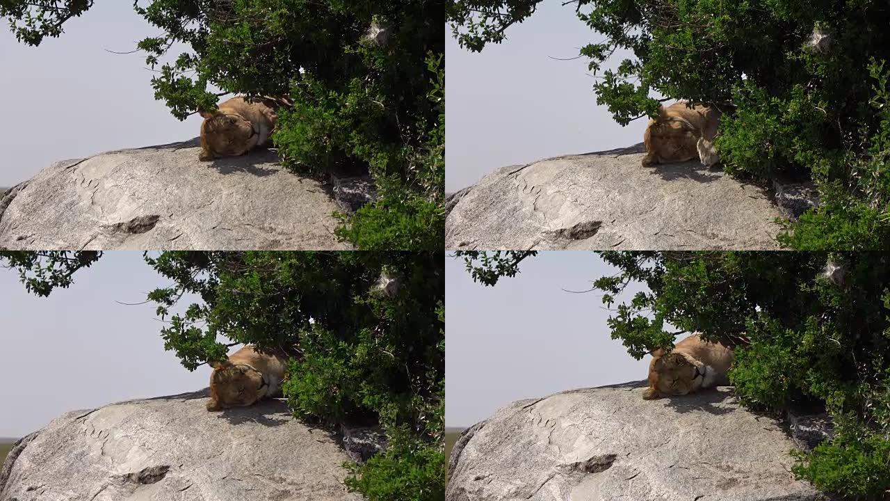 特写: 阳光明媚的日子，狂野的母狮躺在郁郁葱葱的灌木丛下的大狮子kopje岩石上