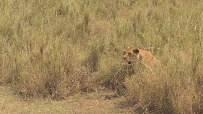 特写: 年轻的母狮几乎不能忍受阳光普照的草原上的高温