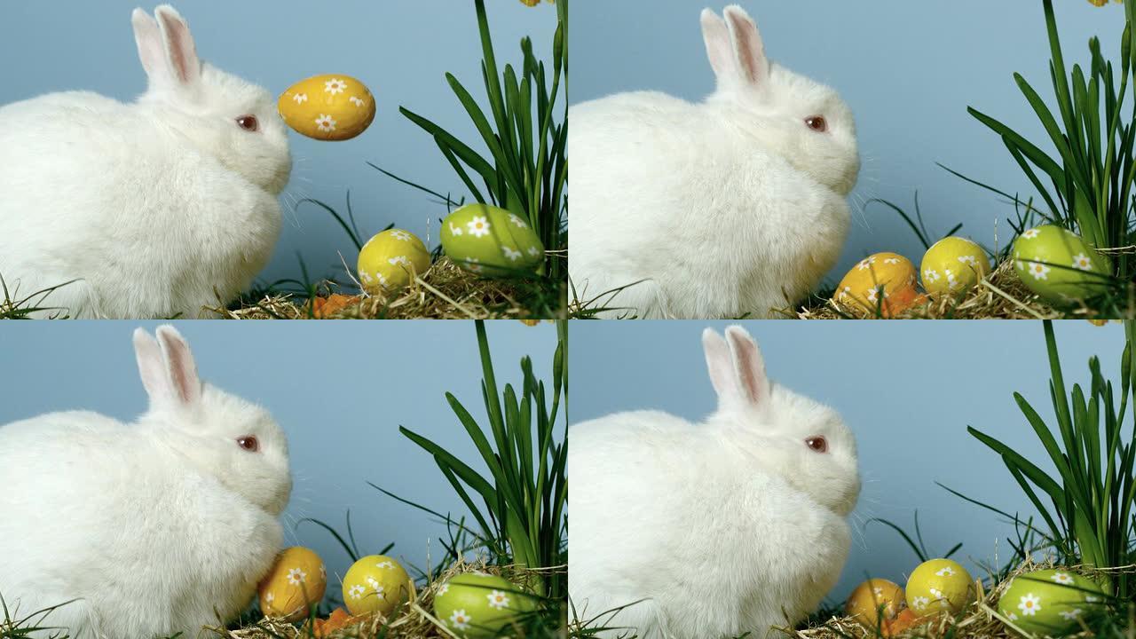 三个复活节彩蛋落在可爱的兔子面前