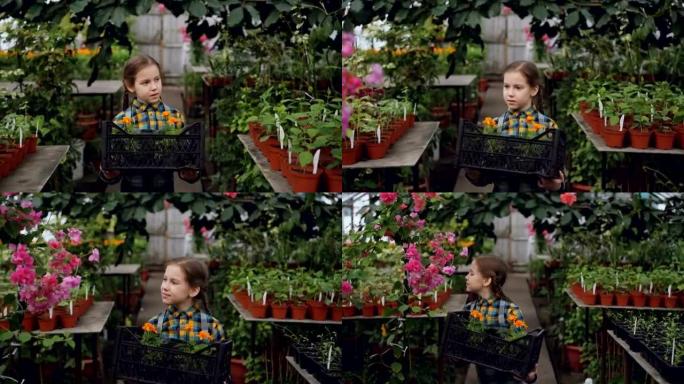 可爱的小女孩在温室里拿着盛有盆花的容器，环顾四周美丽的盛开的植物，闻着它们，微笑着。