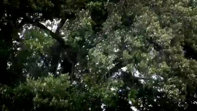 大树在暴风雨中摇曳