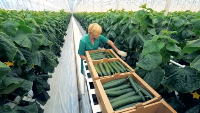 温室工人的俯视图将醇厚的黄瓜收集到盒子中并拉动手推车