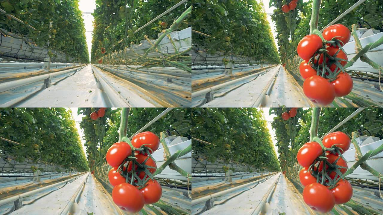 滑块镜头从温室通道变成一堆红色西红柿