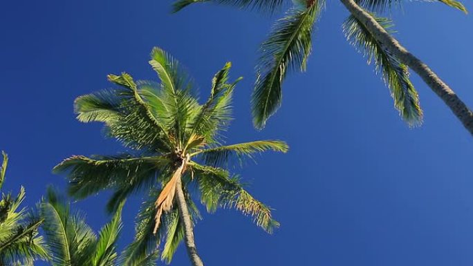 棕榈树在美丽的蓝天上阳光明媚的背景在天堂。