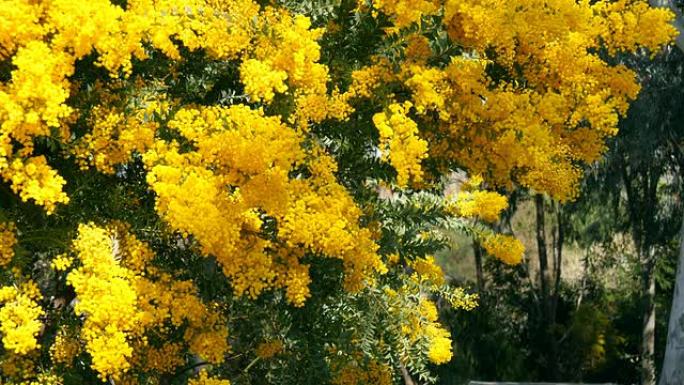 公园里的春天黄相思树。西班牙巴塞罗那
