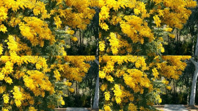 公园里的春天黄相思树。西班牙巴塞罗那