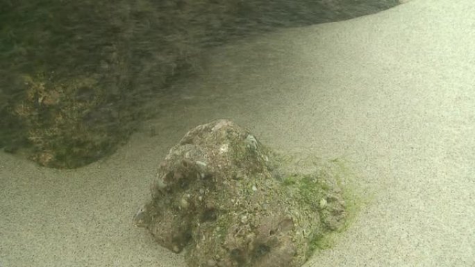 沙质海底虾