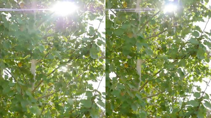 白桦树中的太阳耀斑。变形镜头票价。