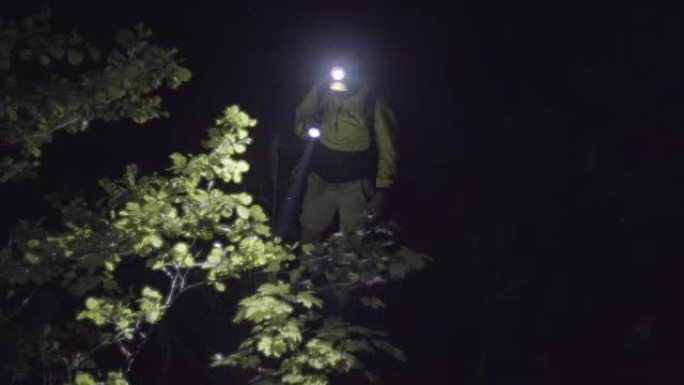 Lonely walk in the forest at night