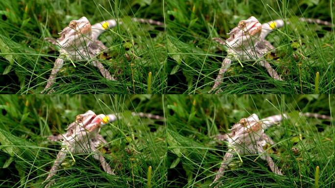 大胡子龙在草地上吃毛茛花