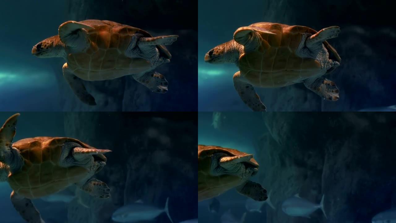 海龟在水族馆游泳