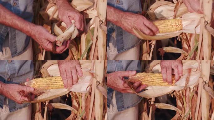 4k农民开放并检查健康的玉米芯