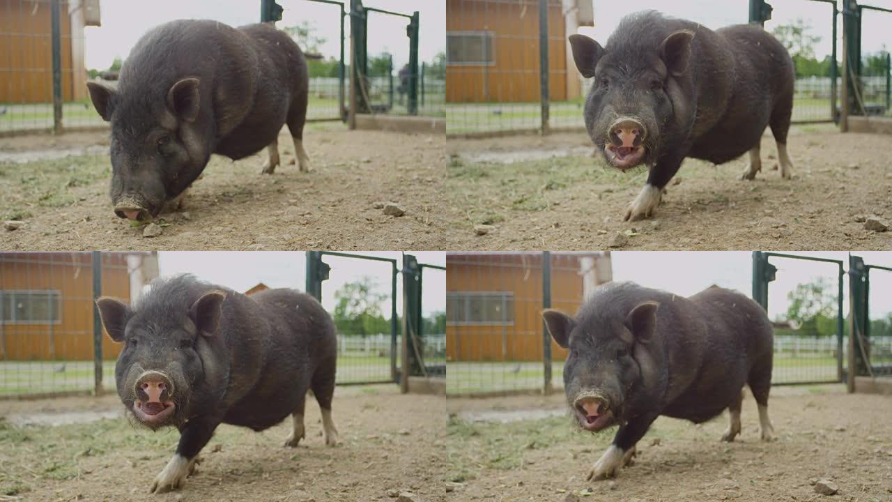 特写: 可爱的又大又胖的黑色小猪在大动物牧场上嚼苹果