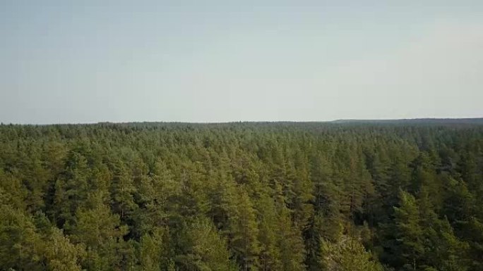 无人机飞越风景如画的森林景观。空中4k鸟瞰夏季浅绿树叶树梢和小路