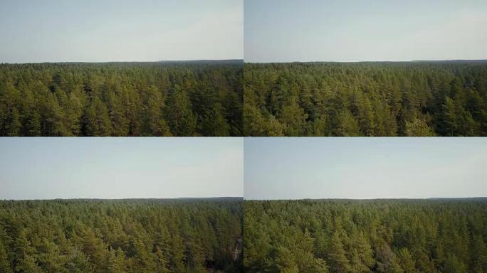 无人机飞越风景如画的森林景观。空中4k鸟瞰夏季浅绿树叶树梢和小路