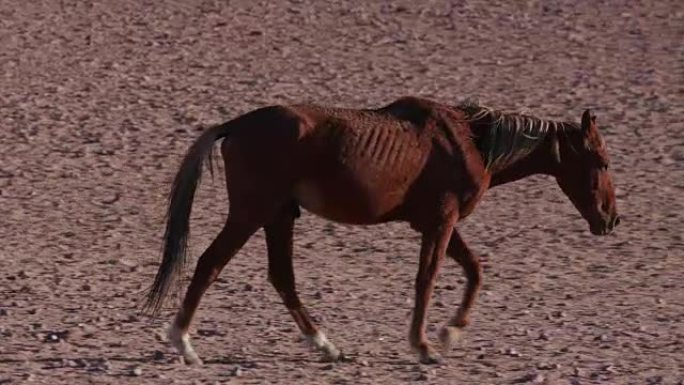 4k瘦弱的野马漫步在沙漠景观中