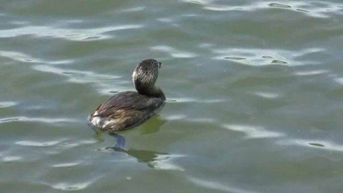 馅饼嘴灰蝶野生动物保护生物生态飞翔飞鸟