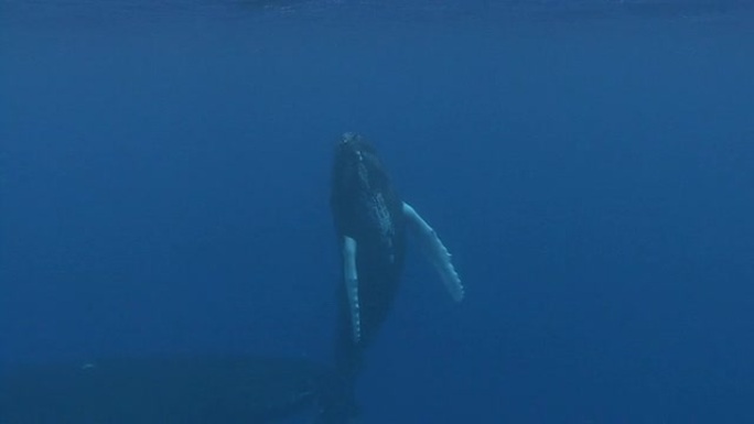 座头鲸座头鲸鱼海洋大海游泳航拍