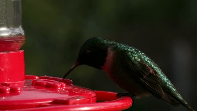 蜂鸟喂食