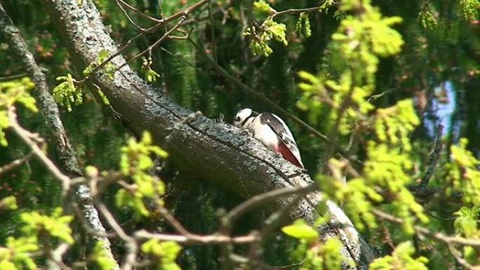 斑点啄木鸟鸟类大自然树枝