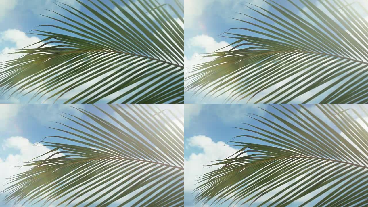 晴天的棕榈树叶子，透过它看到美丽的天空。