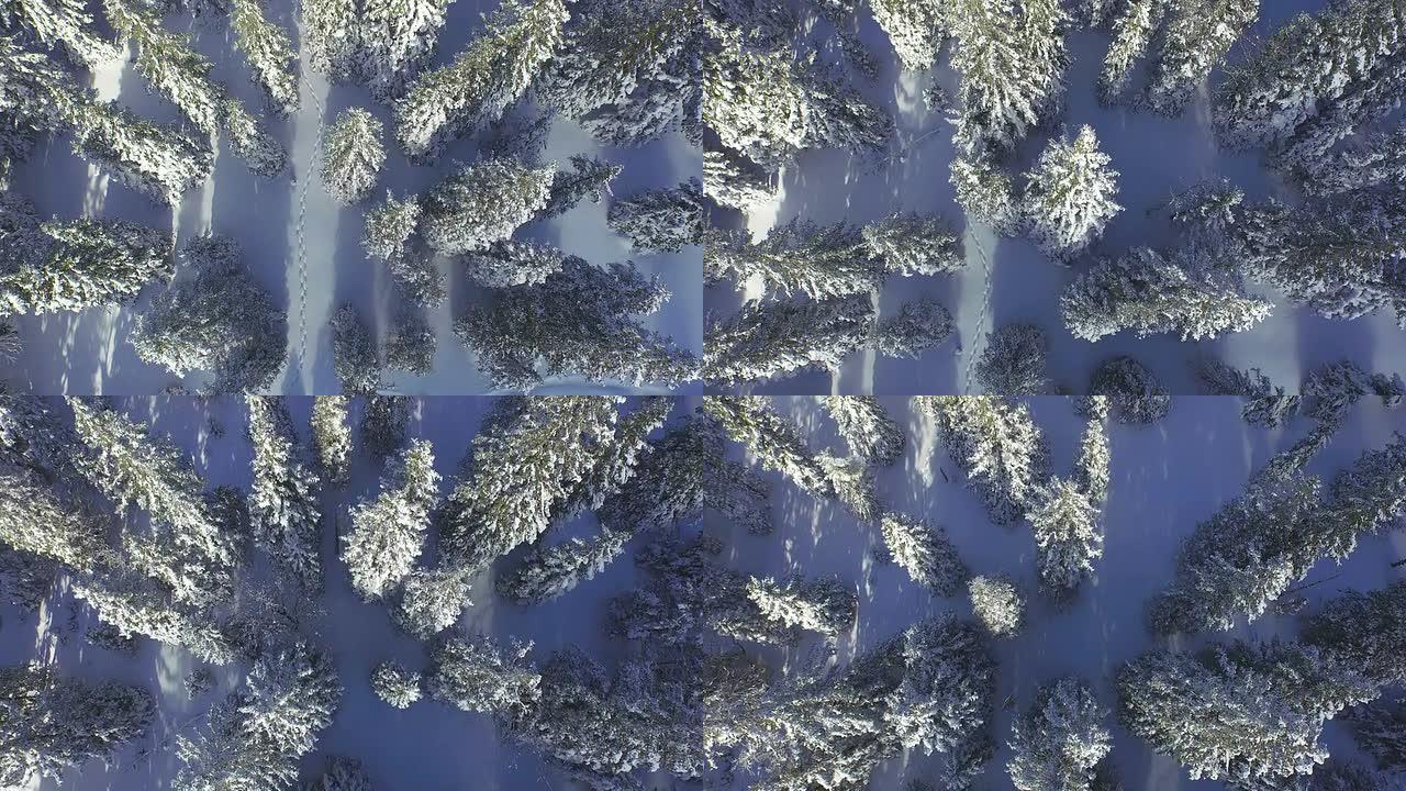 空中: 穿过冬季森林的新鲜积雪的脚步
