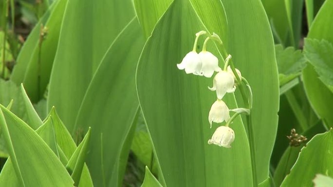 高清: 春天的花摇摆随风晃动