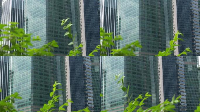 在大城市的绿树叶后关闭当代玻璃状摩天大楼