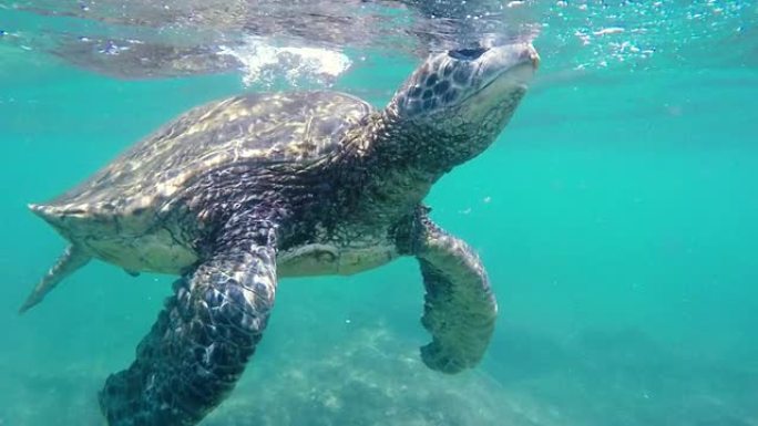 绿海龟在水下向夏威夷群岛飞来。