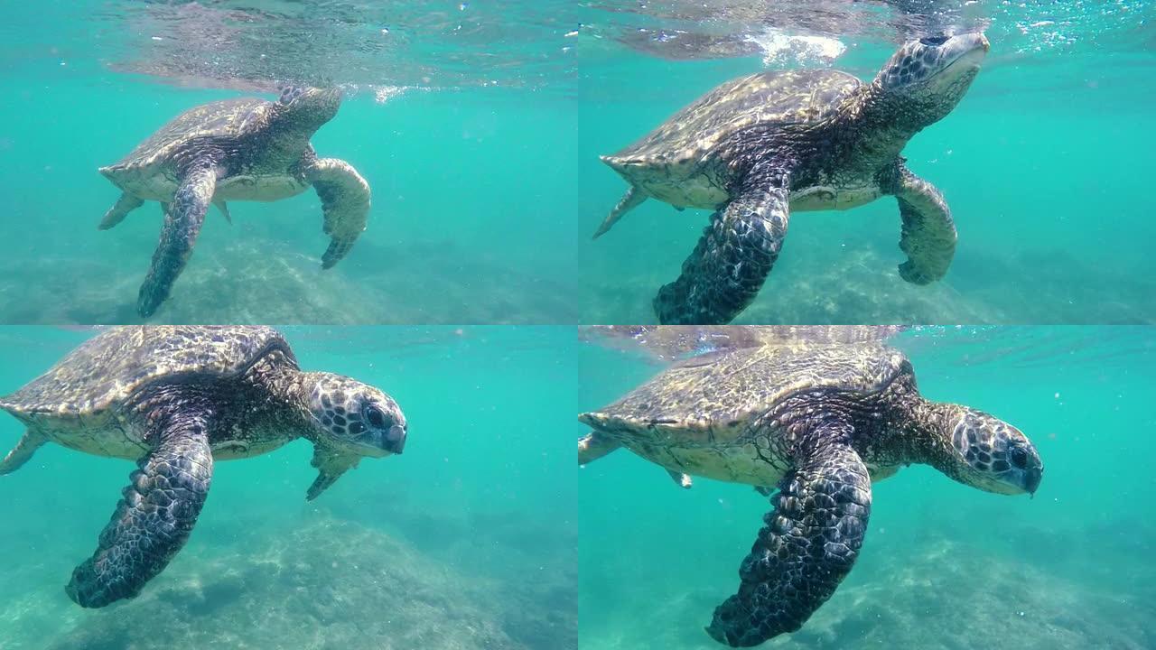 绿海龟在水下向夏威夷群岛飞来。