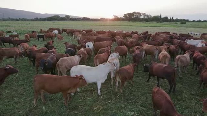 在田野上平移自由放养牛的背光镜头
