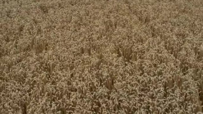 在大片田野上成熟的黑麦。田园诗般的夏季景观