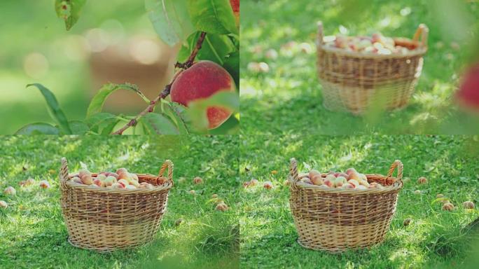 新鲜成熟的桃子挂在树上，收获在篮子里，慢动作