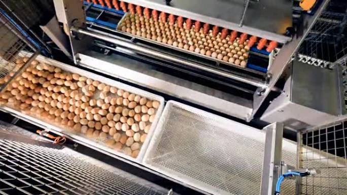 工厂的自动鸡蛋分选机。农业产业概念。