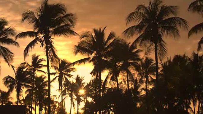 特写: 迷人的椰子棕榈树在金色日落时在夏日微风中移动