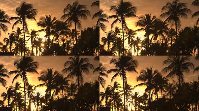 特写: 迷人的椰子棕榈树在金色日落时在夏日微风中移动
