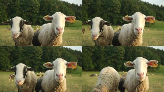 特写: 几只绵羊在牧场上看着相机