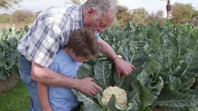 祖父和孙子在菜园里检查花椰菜