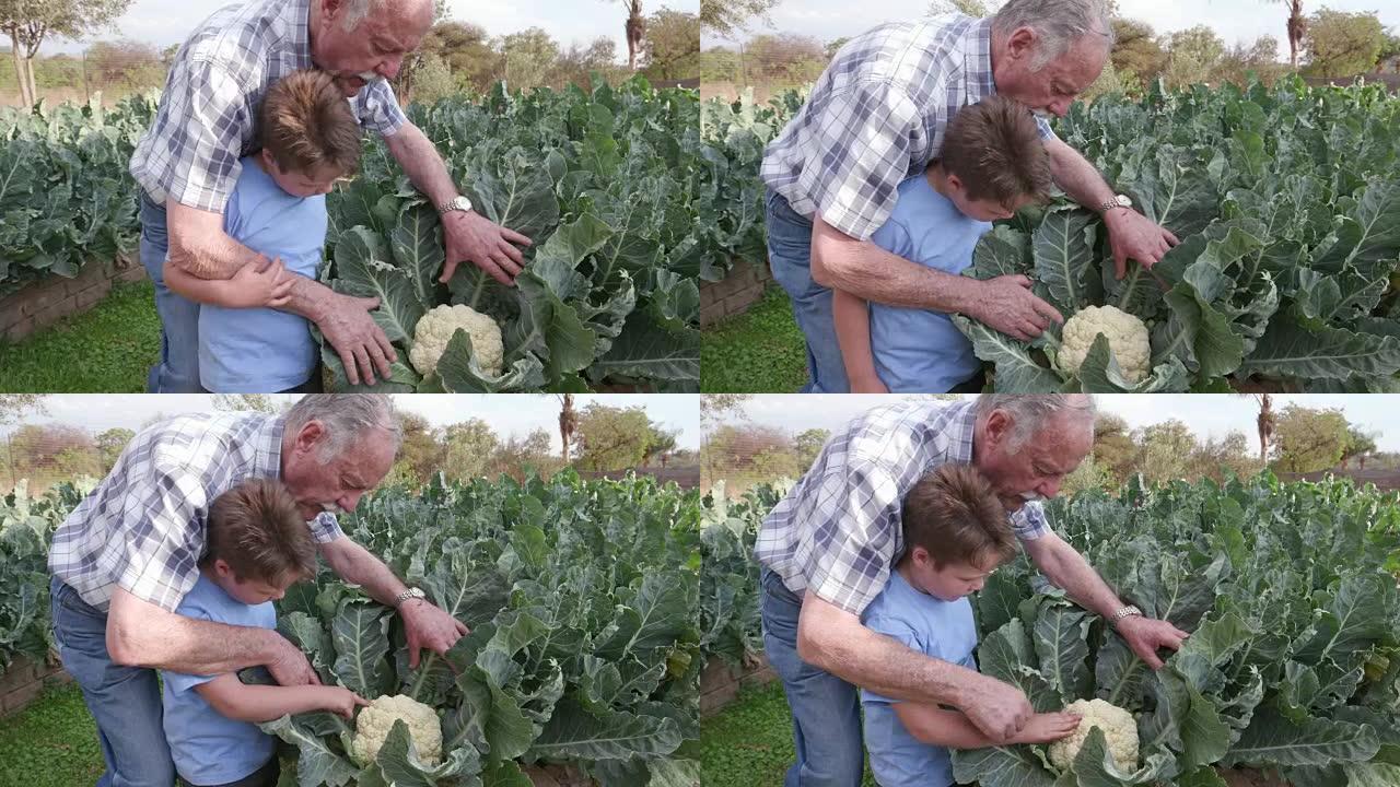 祖父和孙子在菜园里检查花椰菜