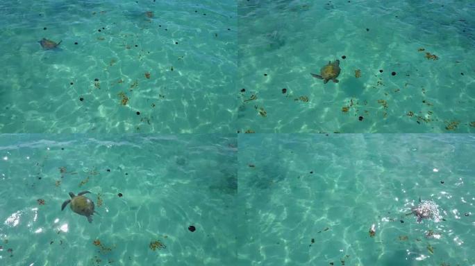 海龟在澳大利亚的绿松石水中游泳