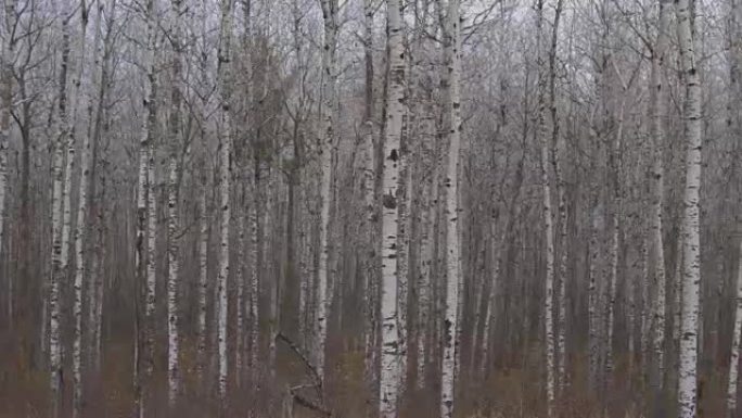 空中: 神秘的无叶白桦林中的黑白狭窄树干