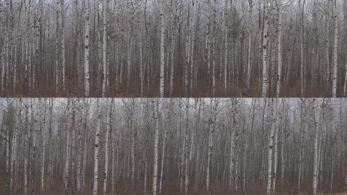 空中: 神秘的无叶白桦林中的黑白狭窄树干